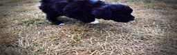 Havapoo dogs for sale: Kudos - Ad 13