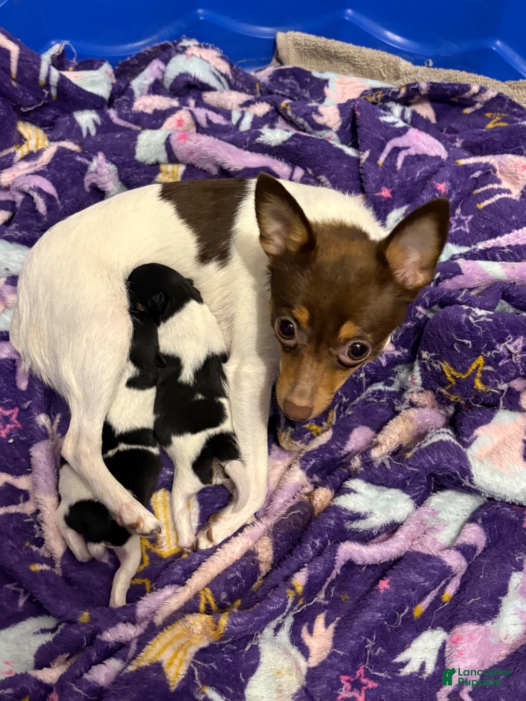 Toy Fox Terrier dogs for sale: Toy Fox Terrier Puppy 1 - Ad 4