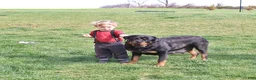 Rottweiler dogs for sale: Atlas - Ad 6