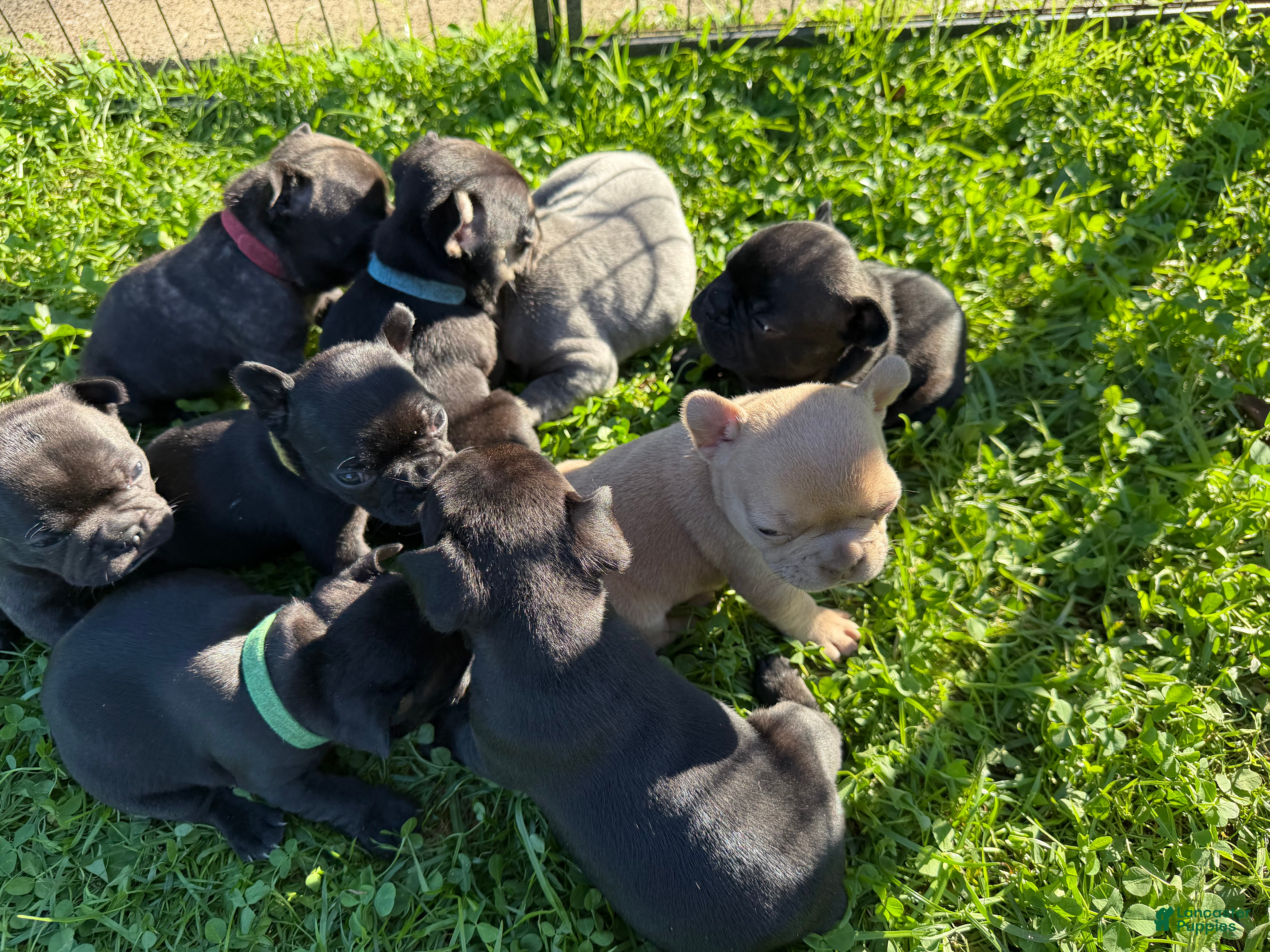 French Bulldog dogs French Bulldog 6 - Ad 23