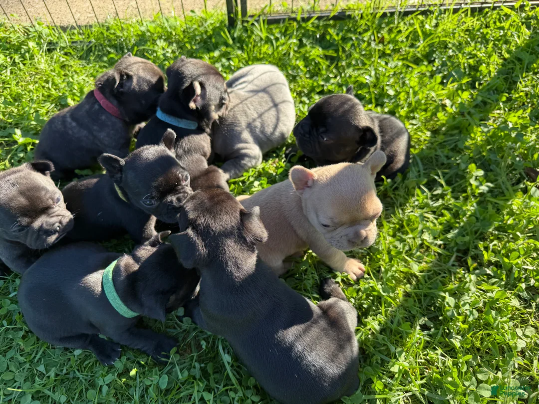 French Bulldog dogs for sale: French Bulldog 6 - Ad 1