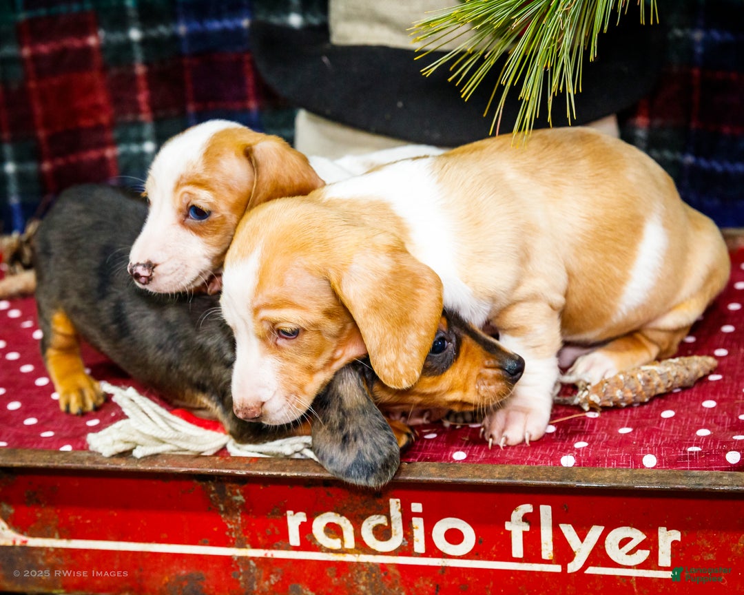 Miniature Dachshund dogs for sale: Sadie - Ad 13