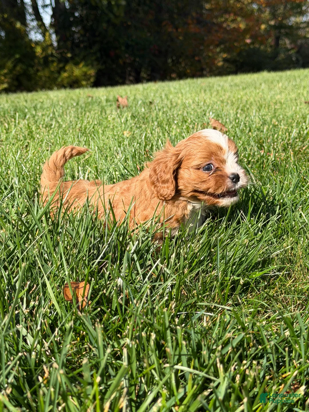 Cavapoo dogs for sale: Chestnut  - Ad 2