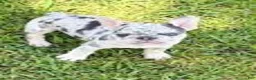 French Bulldog dogs for sale: Sage - Ad 1