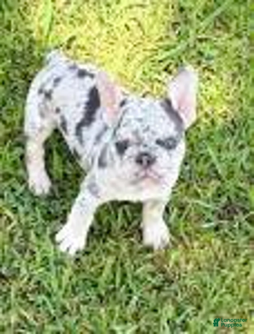French Bulldog dogs for sale: Sage - Ad 1