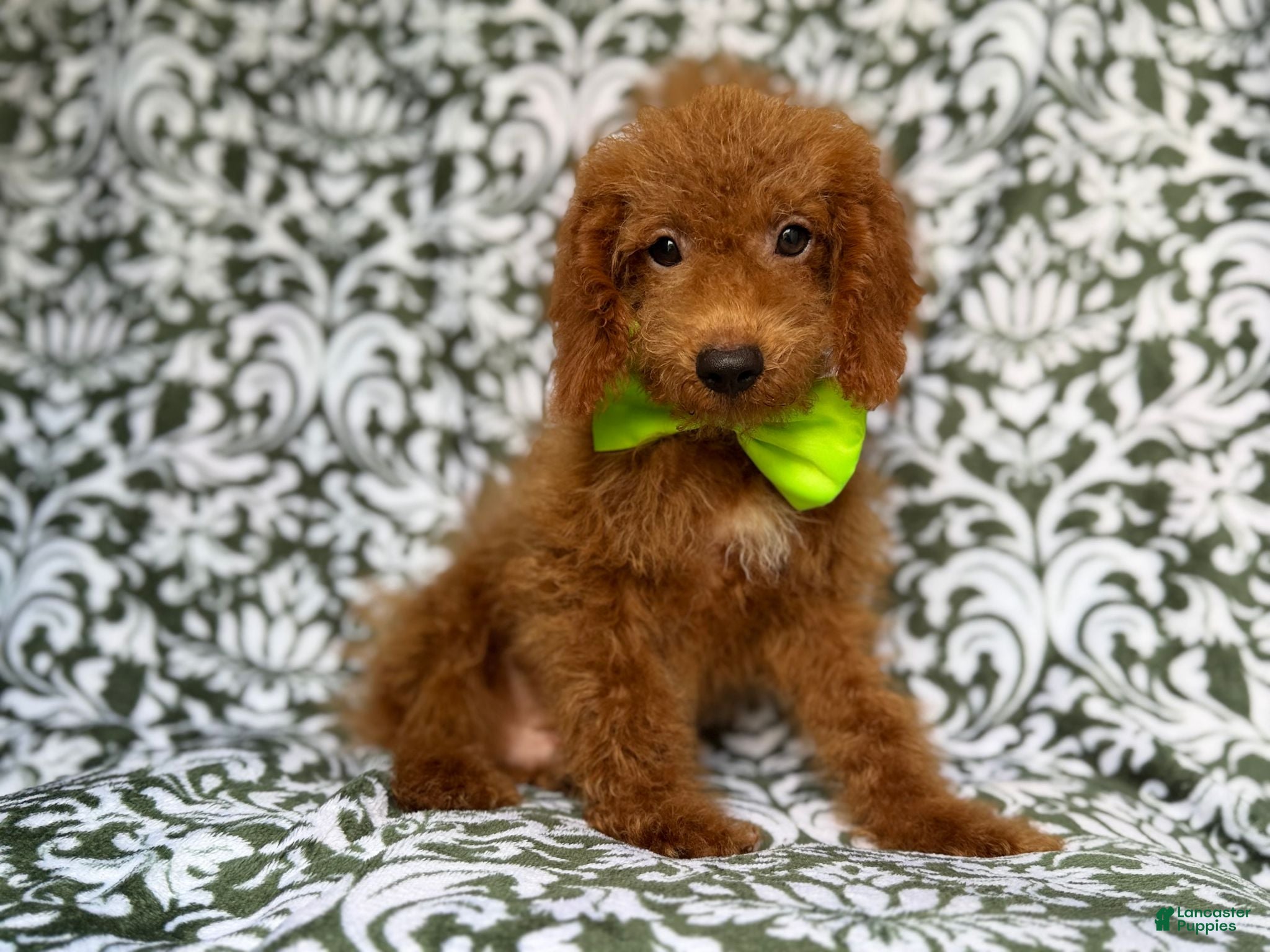 Cockapoo dogs Prince - Ad 8