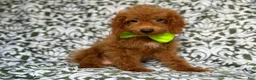 Cockapoo dogs for sale: Prince - Ad 1