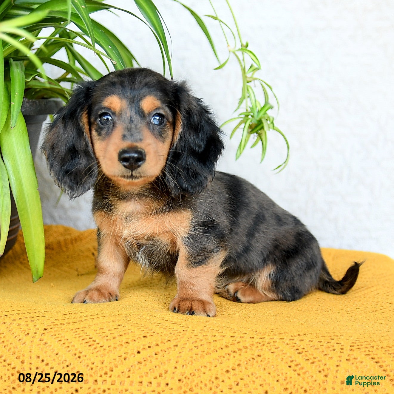 Miniature Dachshund dogs Callan - Ad 2