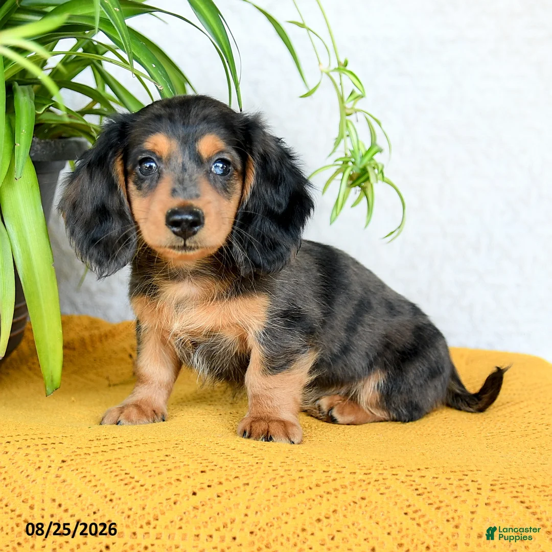 Miniature Dachshund dogs for sale: Callan - Ad 2