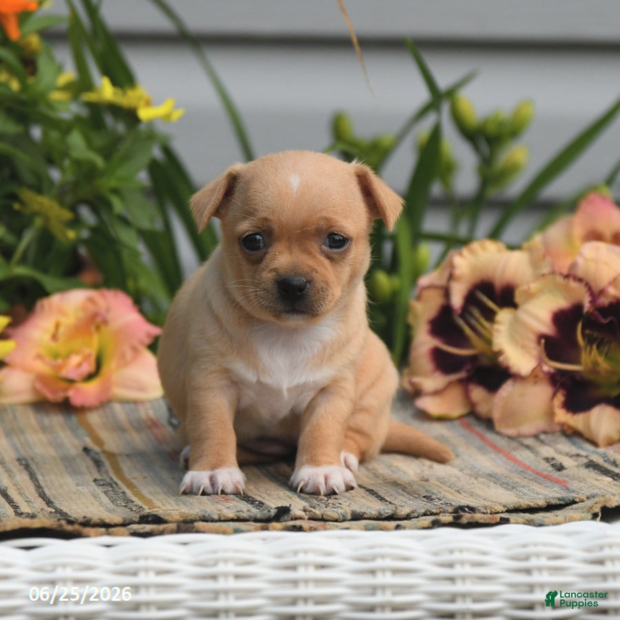 Chihuahua dogs Willow - Ad 1