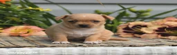 Chihuahua dogs for sale: Willow - Ad 1