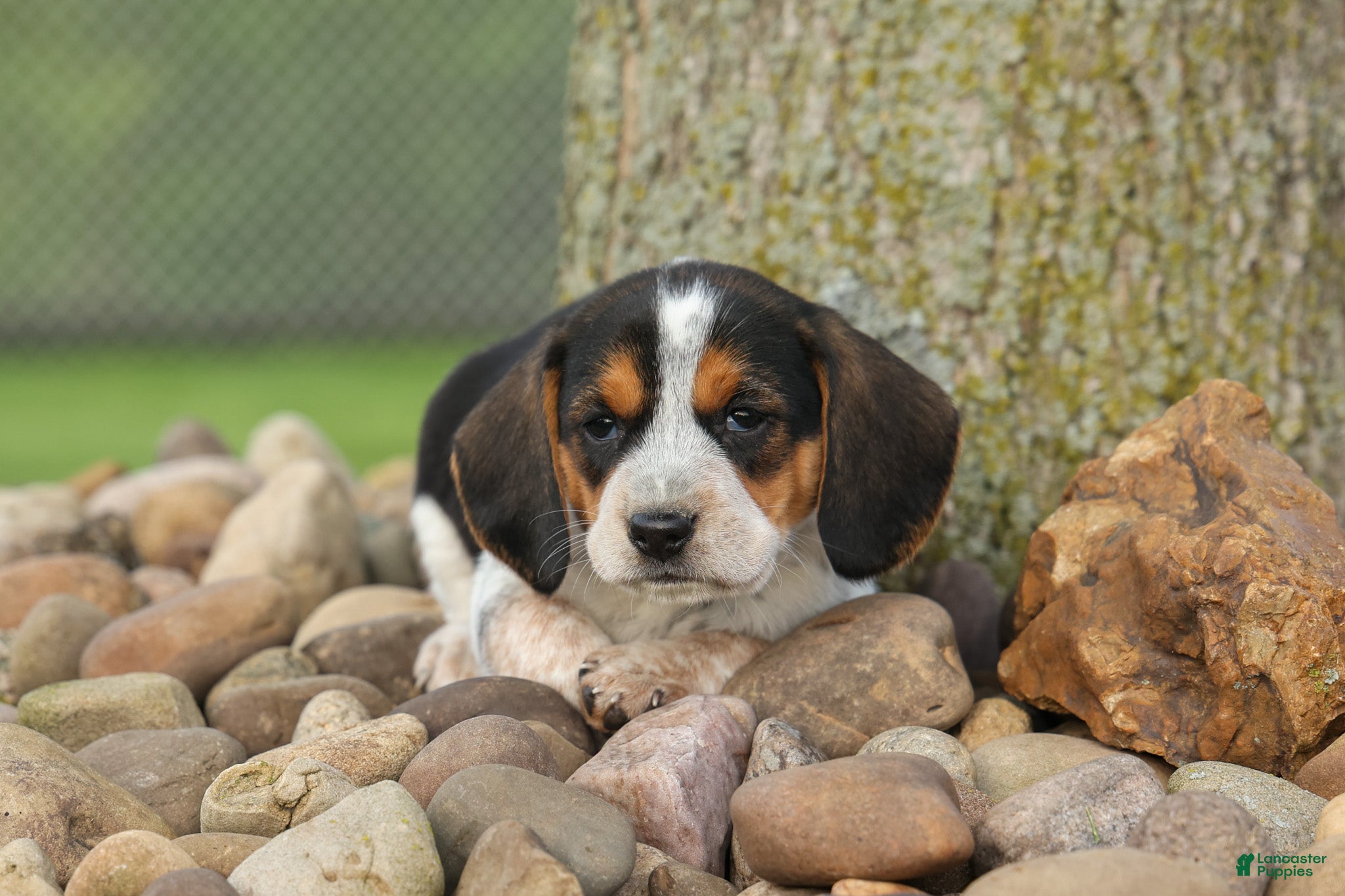 Beagle dogs for sale:  Copper 🐶 - Ad 4