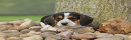 Beagle dogs for sale:  Copper 🐶 - Ad 1