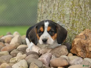 Beagle dogs for sale: Copper 🐶 - Ad 4