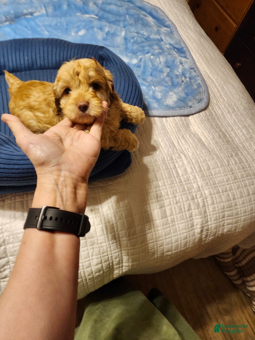 Mini Goldendoodle dogs for sale: Mini Goldendoodle Puppy 1 - Ad 3