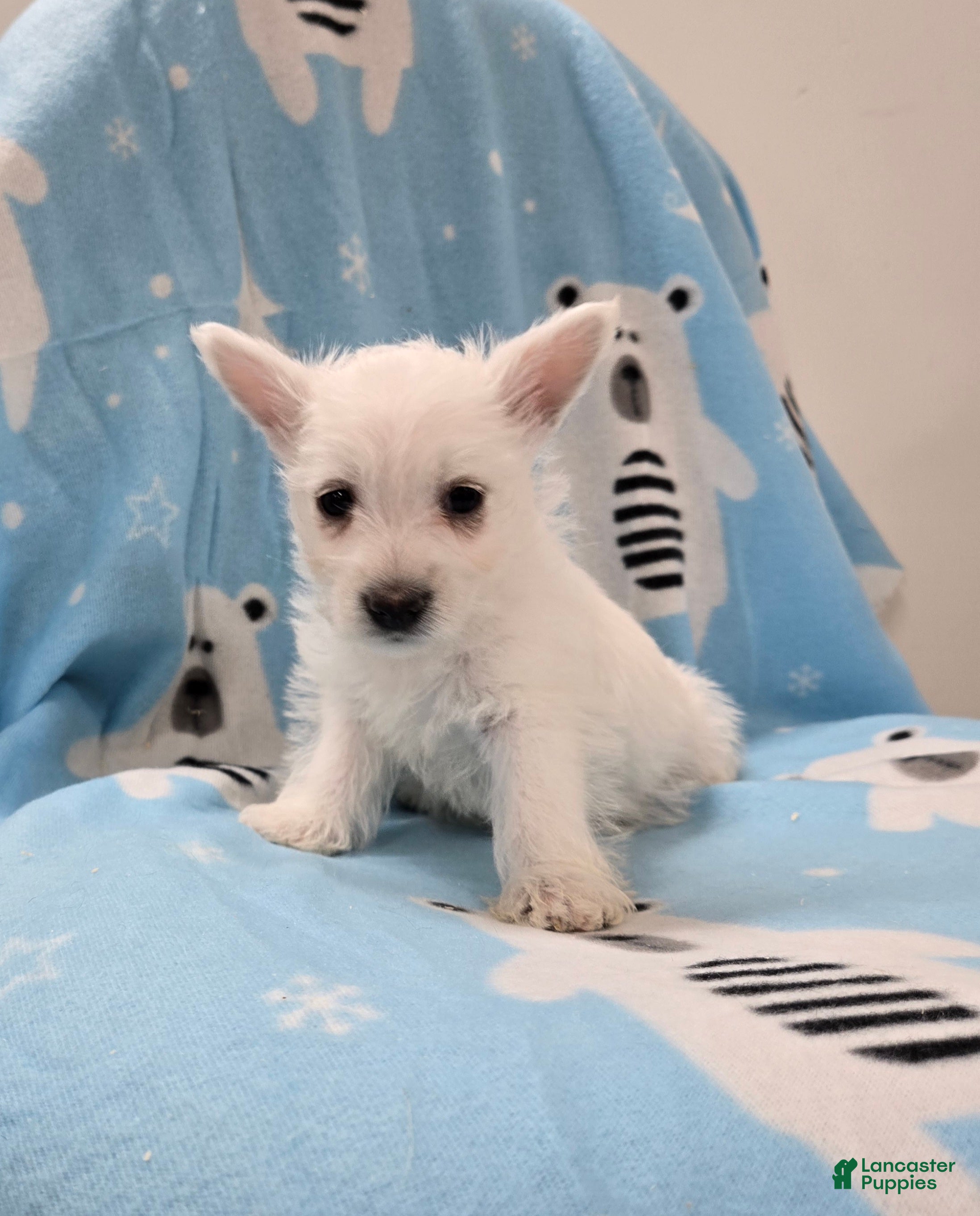 West Highland Terrier dogs Lou - Ad 2