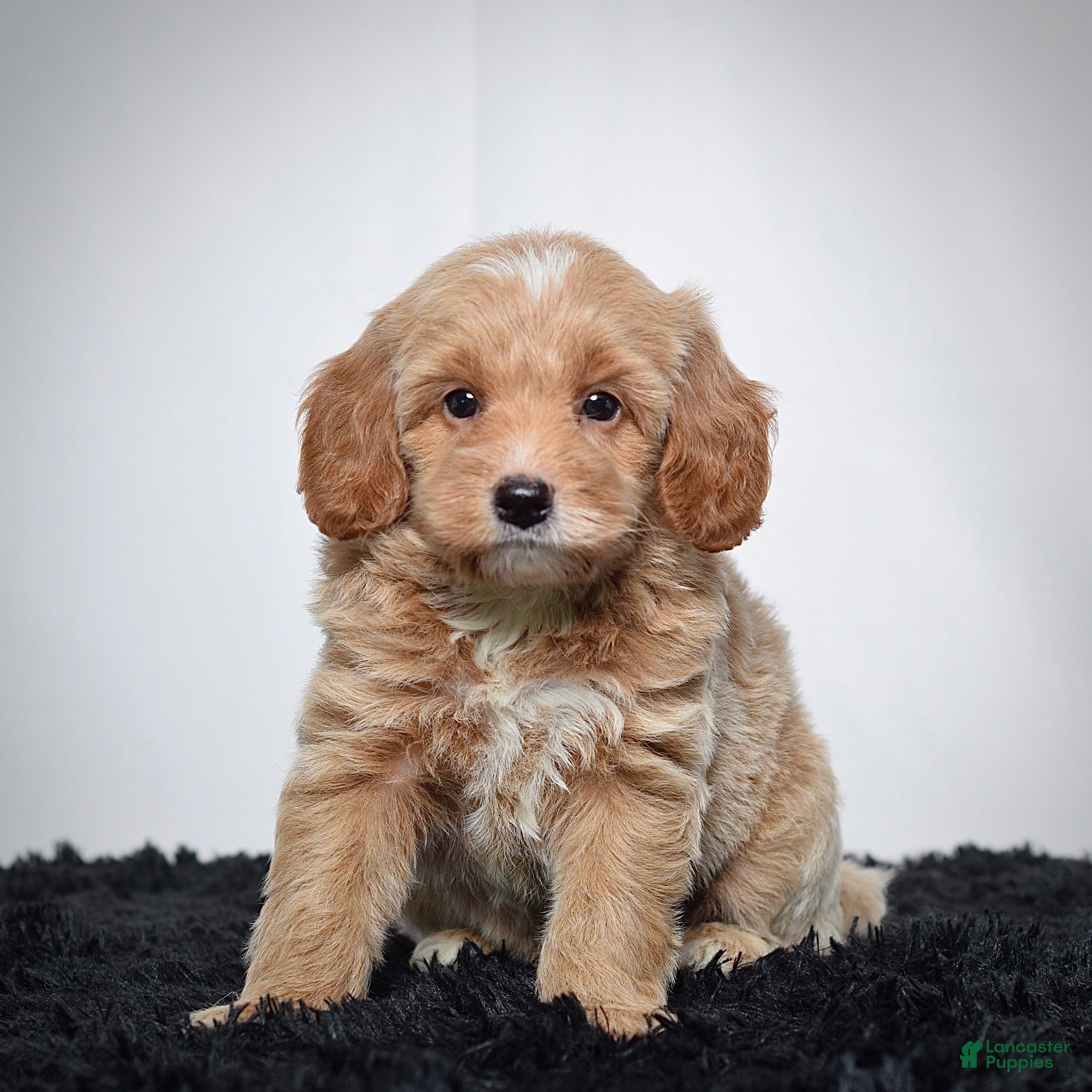 Mini Goldendoodle dogs Mr. Axel - Ad 1