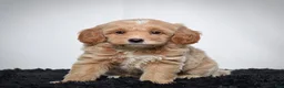 Mini Goldendoodle dogs for sale: Mr. Axel - Ad 1