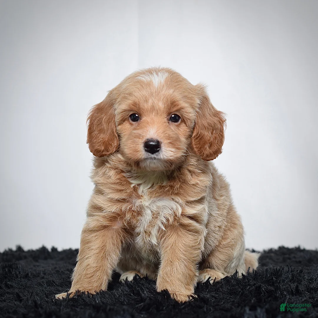 Mini Goldendoodle dogs for sale: Mr. Axel - Ad 1