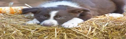 Border Collie dogs for sale: Tucker - Ad 4