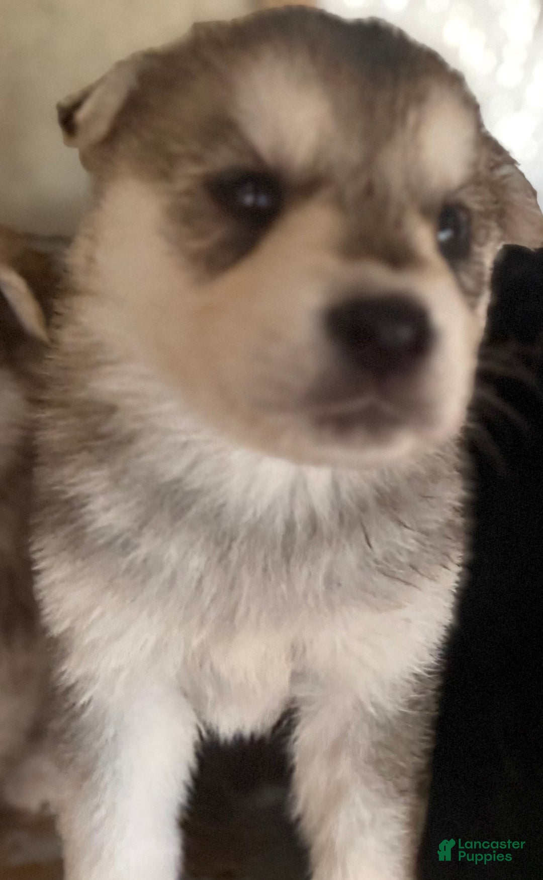 Gerberian Shepsky dogs for sale: Gerberian Shepsky Puppy 1 - Ad 22