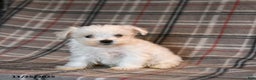 Maltese dogs for sale: Sid  - Ad 5