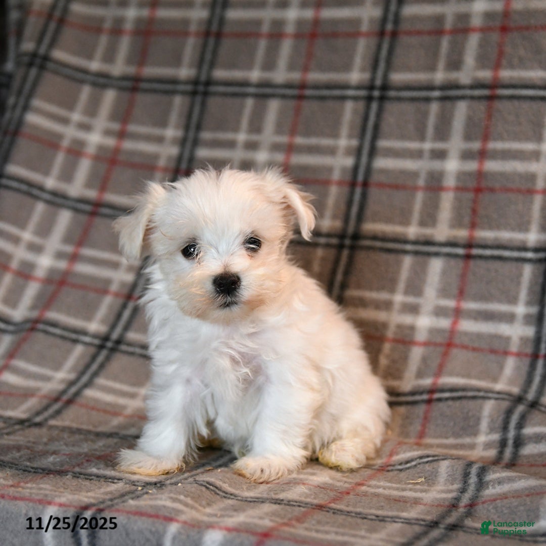 Maltese dogs for sale: Sid  - Ad 5
