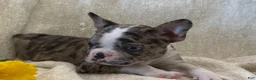 Frenchton dogs for sale: Carly - Ad 4
