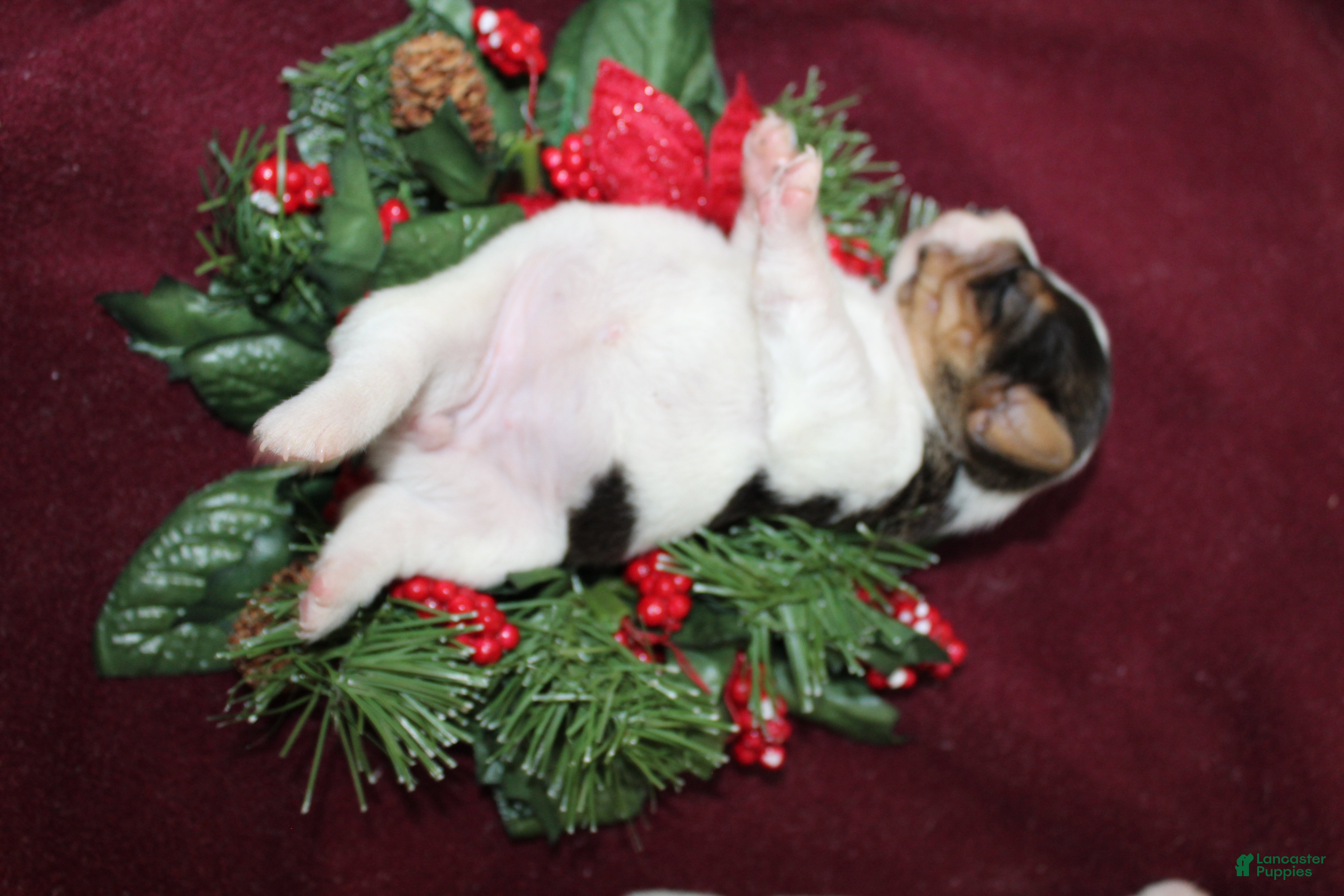 Jack Russell Terrier dogs HersheyKiss - Ad 34