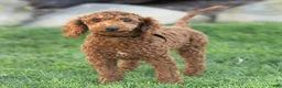 Toy Poodle dogs for sale: George Toy Poodle  - Ad 3