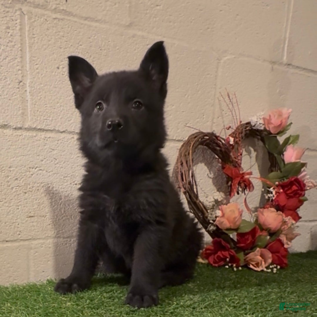 German Shepherd dogs for sale: Sussie B - Ad 9