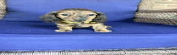 Miniature Dachshund dogs for sale: Maisy - Ad 3