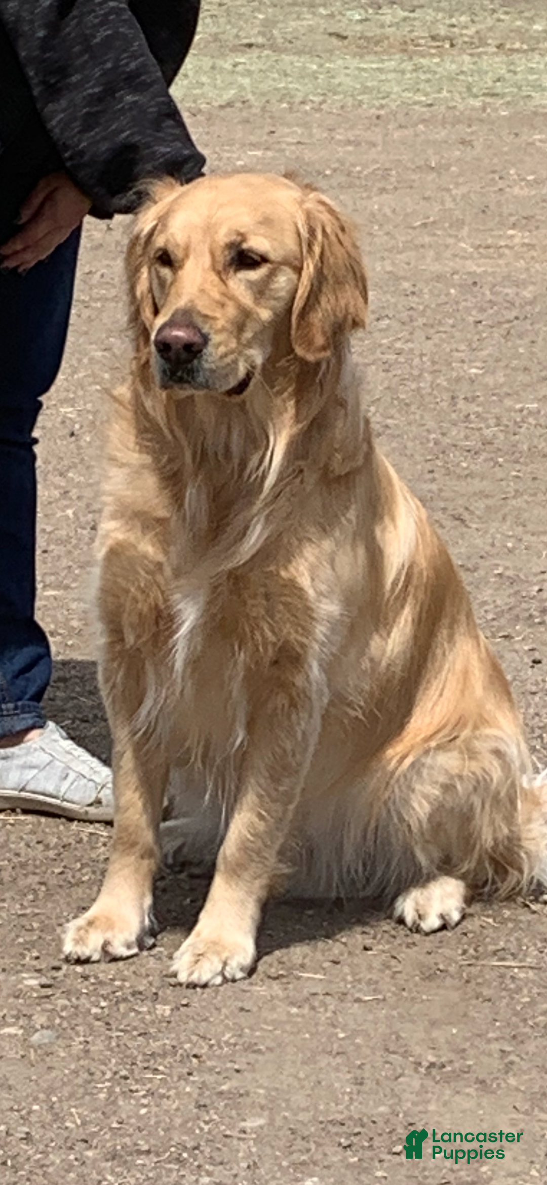 Golden Retriever dogs for sale: Christmas Blue Male  - Ad 6