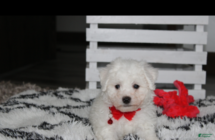 Bichon Frise dogs Kayson  - Ad 2