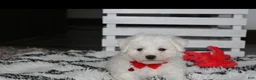 Bichon Frise dogs for sale: Kayson  - Ad 2