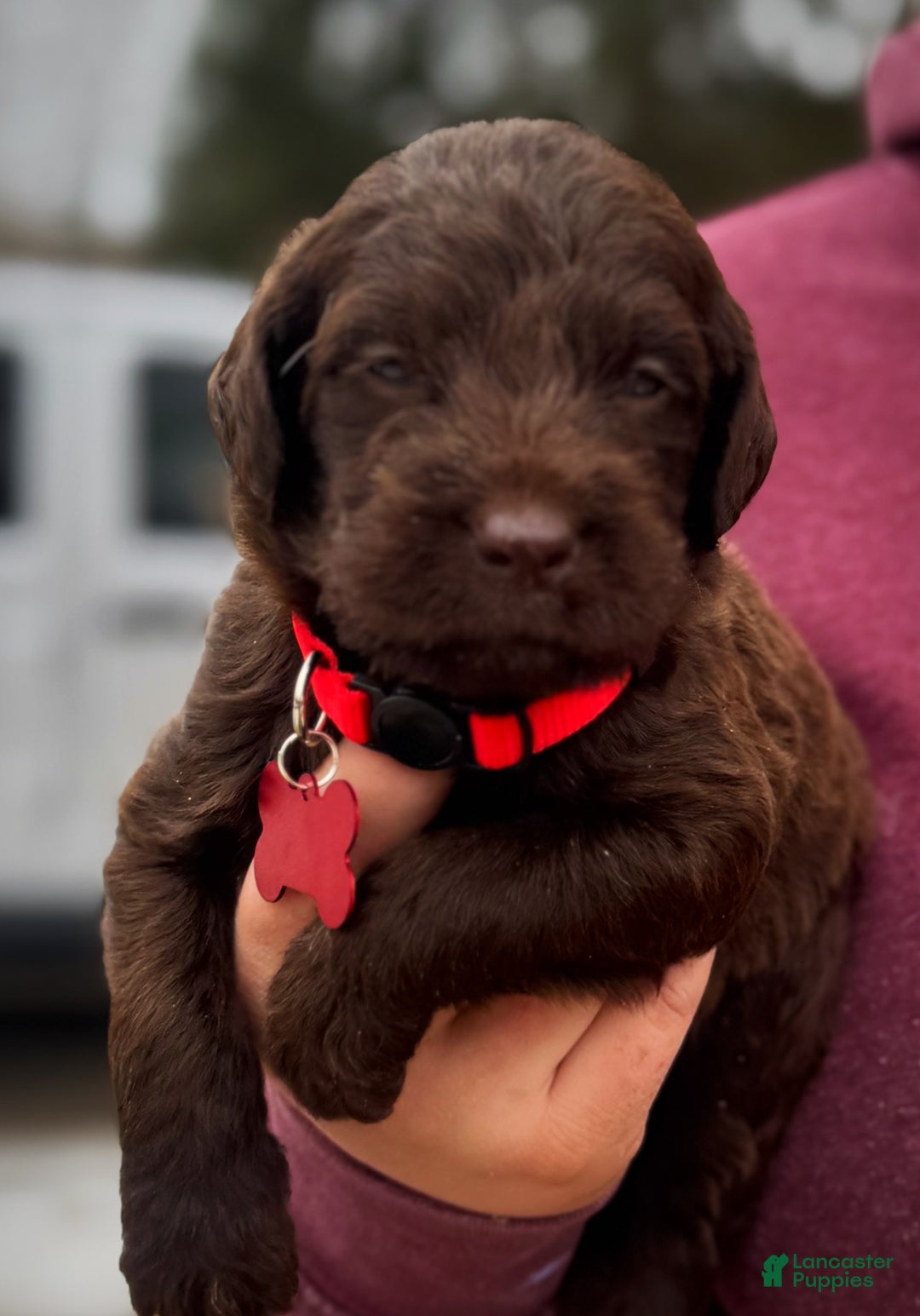 Labradoodle dogs for sale: Labradoodle Puppy 1 - Ad 12