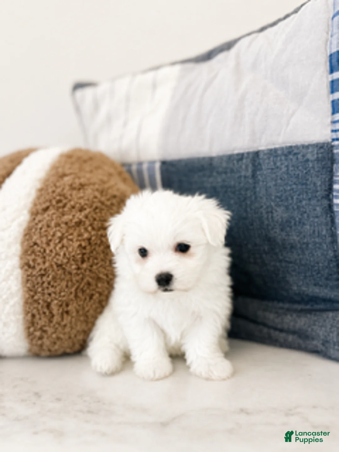Maltipoo dogs for sale: Murphy - Ad 3