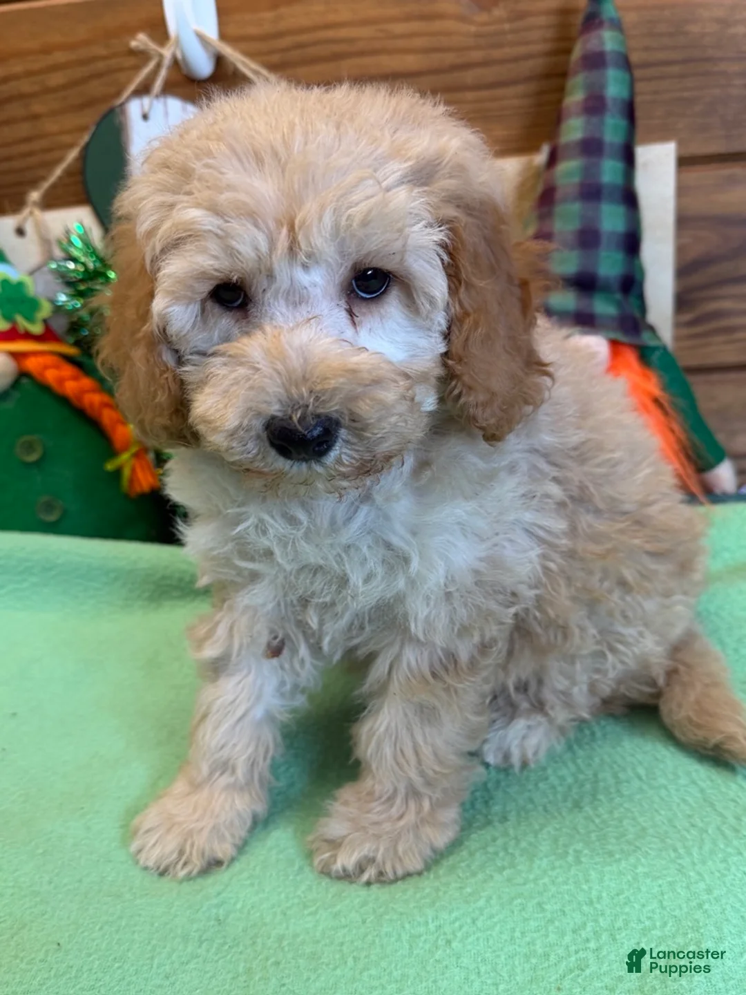 Mini Goldendoodle dogs for sale: Butters - Ad 2