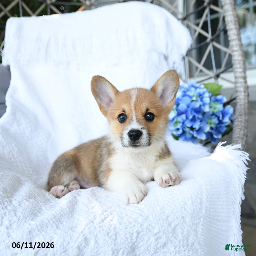 Welsh Corgi Pembroke dogs Kooper - Ad 2