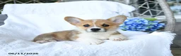Welsh Corgi Pembroke dogs for sale: Kooper - Ad 2