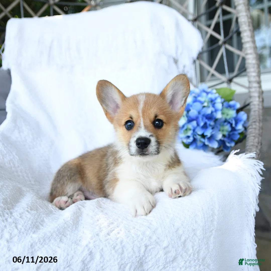 Welsh Corgi Pembroke dogs for sale: Kooper - Ad 2