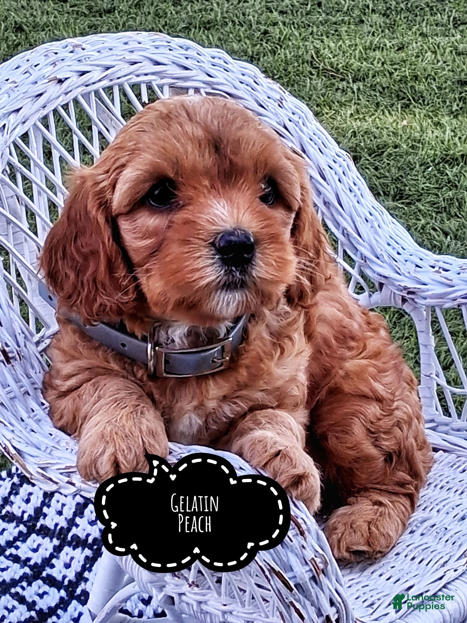 Cavapoo dogs Geleti Peach - Ad 2