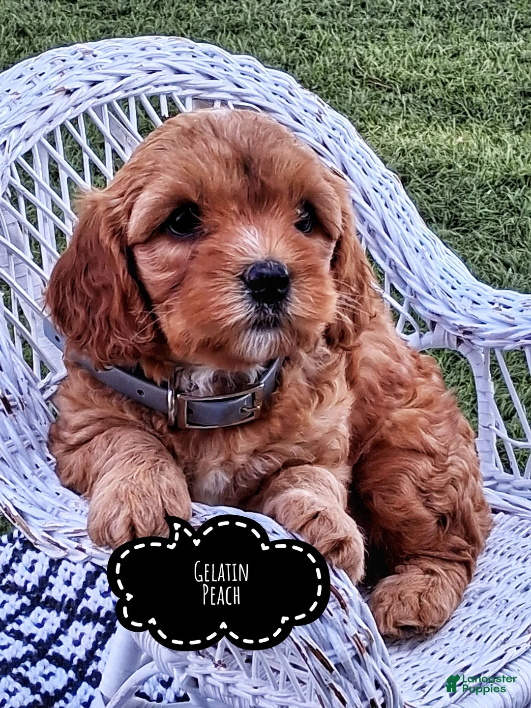 Cavapoo dogs for sale: Geleti Peach - Ad 2