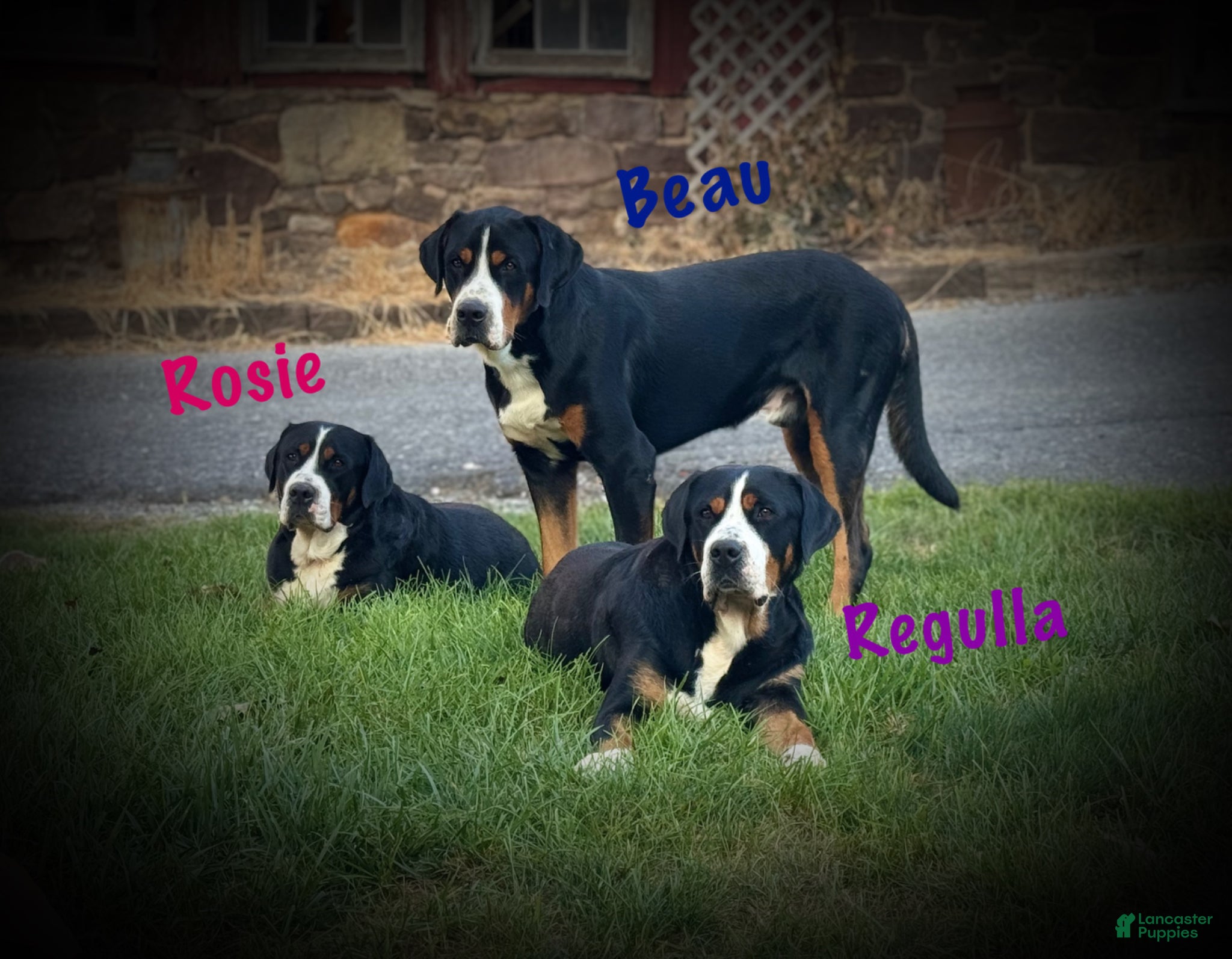 Greater Swiss Mountain Dog dogs Motley  - Ad 2