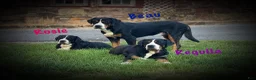 Greater Swiss Mountain Dog dogs for sale: Greater Swiss Mountain Dog Puppy 3 - Ad 2