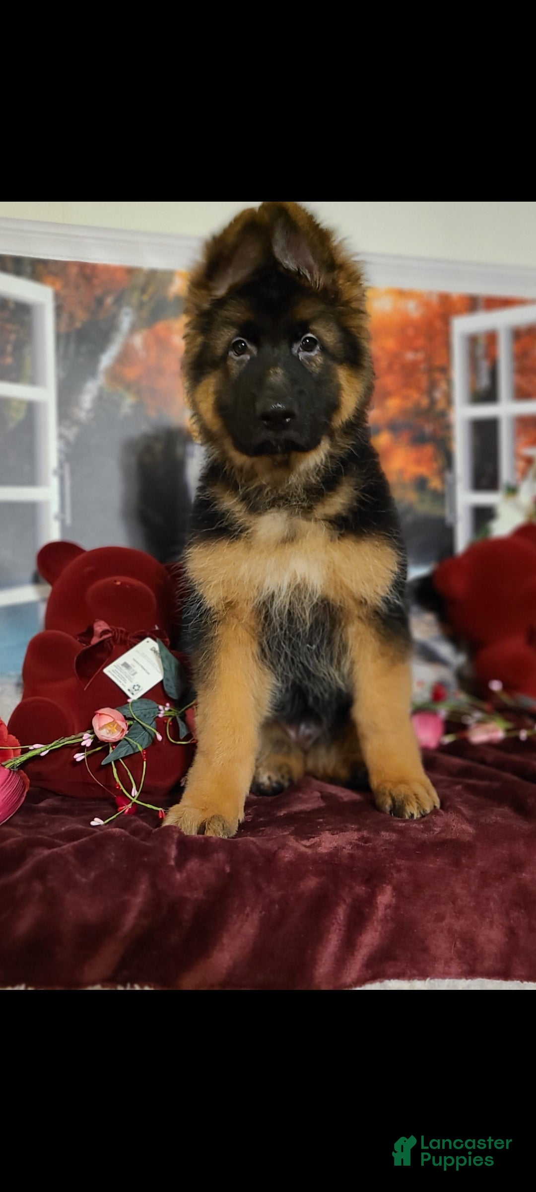 German Shepherd dogs Dasher - Ad 19