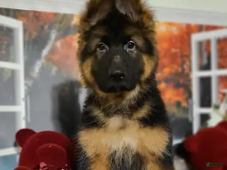 German Shepherd dogs Dasher - Ad 19