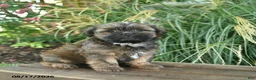 Mixed Breed dogs for sale: Mocha  - Ad 4