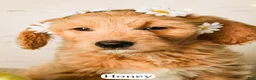 Goldendoodle dogs for sale: Honey - Ad 8