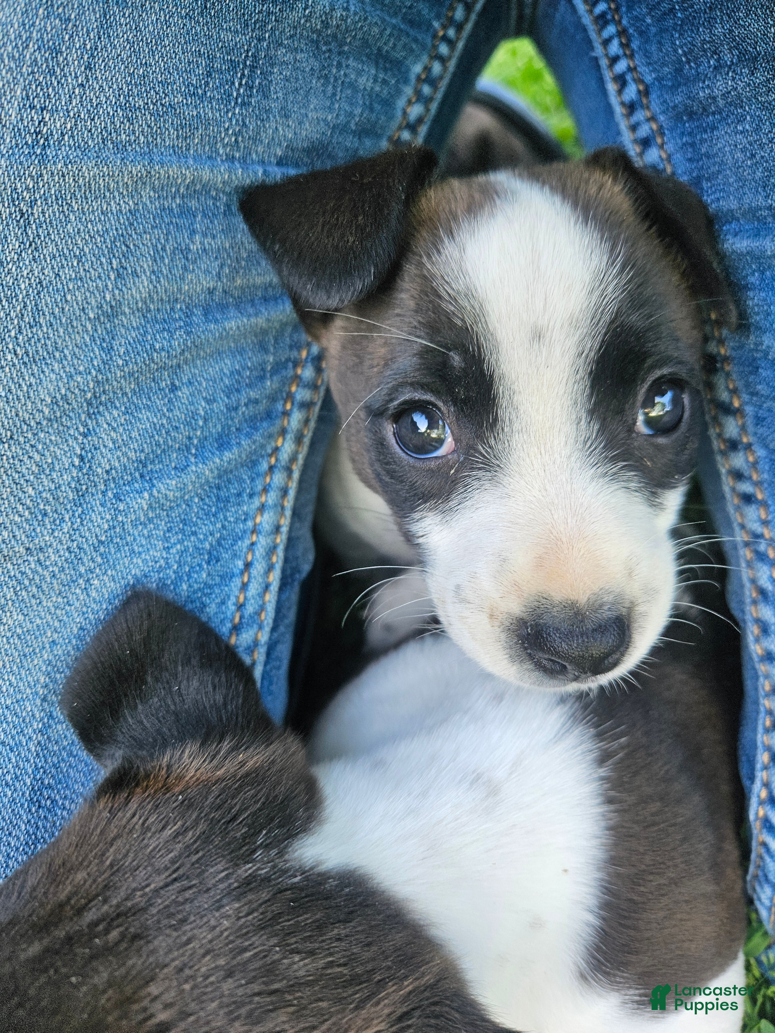 Jack Russell Terrier dogs  Milk - Ad 25